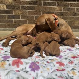 Pup b1 - Golden rust male Vizsla puppy in New London, Iowa from Circle Bar J