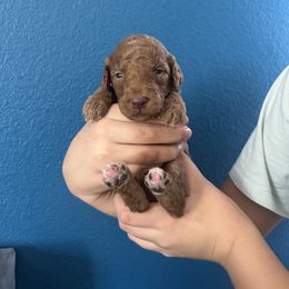 Girl 2 - Red female Assorted Doodle Crosses puppy in San Jacinto, California from Goldens and Doodles