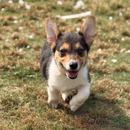 Strauss - Black and tan male Pembroke Welsh Corgi puppy in Snellville, Georgia from Laur's Classic Corgis