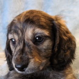 Dachshunds from FableDachs