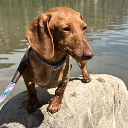 Winnie - Dachshund