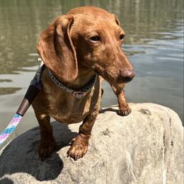 Winnie - Dachshund