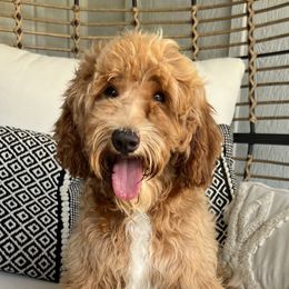 Poppy - Goldendoodle