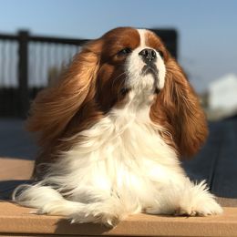 Cavalier King Charles Spaniels from Lowilani Cavaliers and English Toys (Charlies)