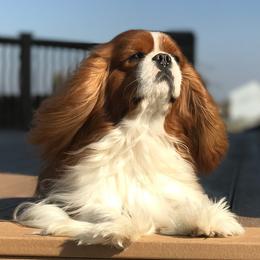 Cavalier King Charles Spaniels from Lowilani Cavaliers and English Toys (Charlies)