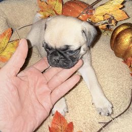 Boy 3 - male Pug puppy in Moorefield, West Virginia from Wratchford Farms