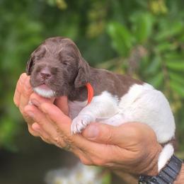 Labradoodle puppies from Carolina Goldendoodles
