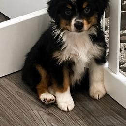 Beau - Black tri male Toy Australian Shepherd puppy in Wiggins, Colorado from Mile High Acres & Aussies