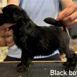 Black - Black and tan male Lowchen puppy in Lexington, Kentucky from Willowcreek Kennel