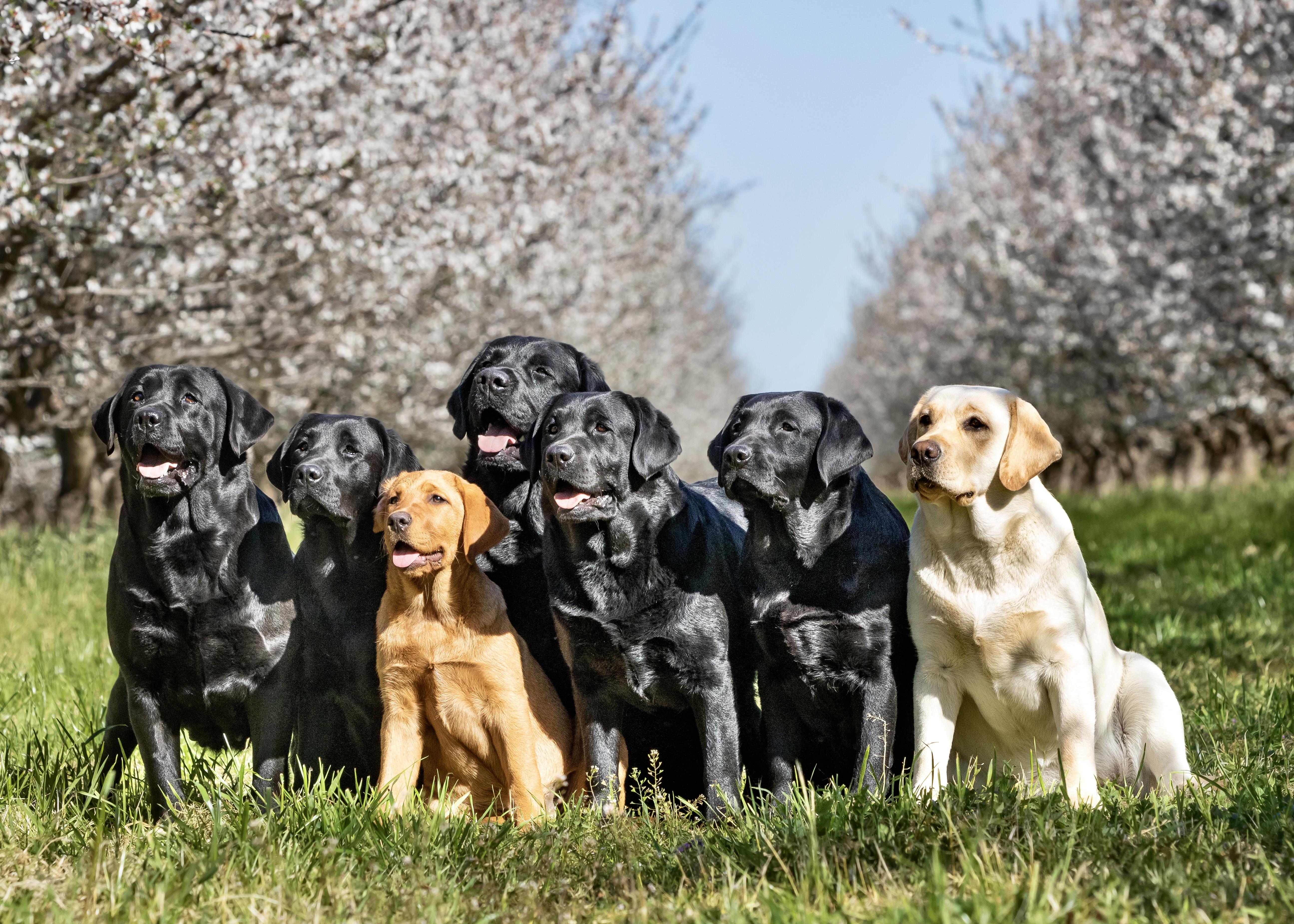 Eternity Labradors in California | Labrador Retriever puppies | Good Dog