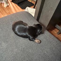 Annie - Black and tan female Yorkshire Terrier puppy in Bruceville, Indiana from Baby Girl’s Yorkies, Shih-Tzu, Shorkies