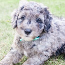 Pop Tart - Blue merle Bernedoodle puppy in Columbus, Georgia from Woofington Place Doodles