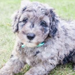 Pop Tart - Blue merle Bernedoodle puppy in Columbus, Georgia from Woofington Place Doodles