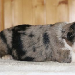 Mitsuri - Blue merle female Australian Shepherd puppy in Macon, Georgia from Shaina’s Shepherds