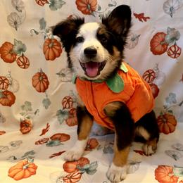 Roman - Black tri male Miniature American Shepherd puppy in Rochelle, Illinois from Countryside Kennels and Aussies