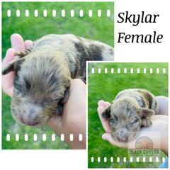 Girl 1 - Merle Double Doodle puppy in Prineville, Oregon from Black Canyon Doodles