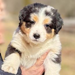 Emerald - Blue merle female Australian Shepherd puppy in Camp Springs, Kentucky from Diamond Paws Australian Shepherds