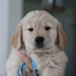 Golden Retriever Puppies from Golden Hour Golden Retrievers