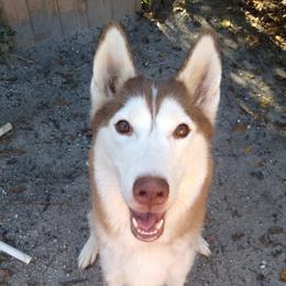 Ezra - Siberian Husky