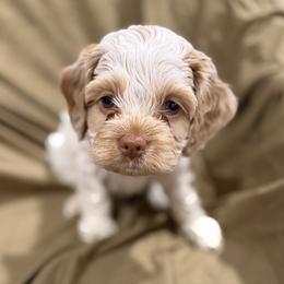 Heartbreaker - Red and white male Cockapoo puppy in Advance, North Carolina from Rome & Reign Farm