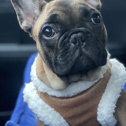 Red Fawn Boy - Fawn and white male French Bulldog puppy in Spanaway, Washington from Beloved Frenchies