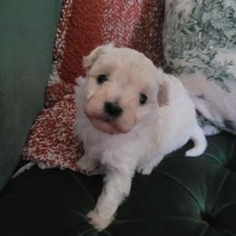 Iris - Cream female Maltipoo puppy in Mena, Arkansas from Belle Ball Puppies