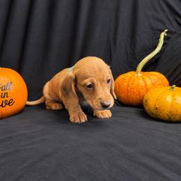 Zazu AKC 2,500 - Dapple male Dachshund puppy in Indian Trail, North Carolina from Hilda’s Teenie Weenies