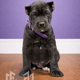 Molosser (Bully x) Puppies from Monumental Mastiffs