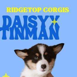 David - Black and tan male Pembroke Welsh Corgi puppy in South Otselic, New York from Ridge Top Corgis