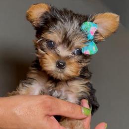Girl 1 - Black and gold female Yorkshire Terrier puppy in San Diego, California from BC Breeders Association