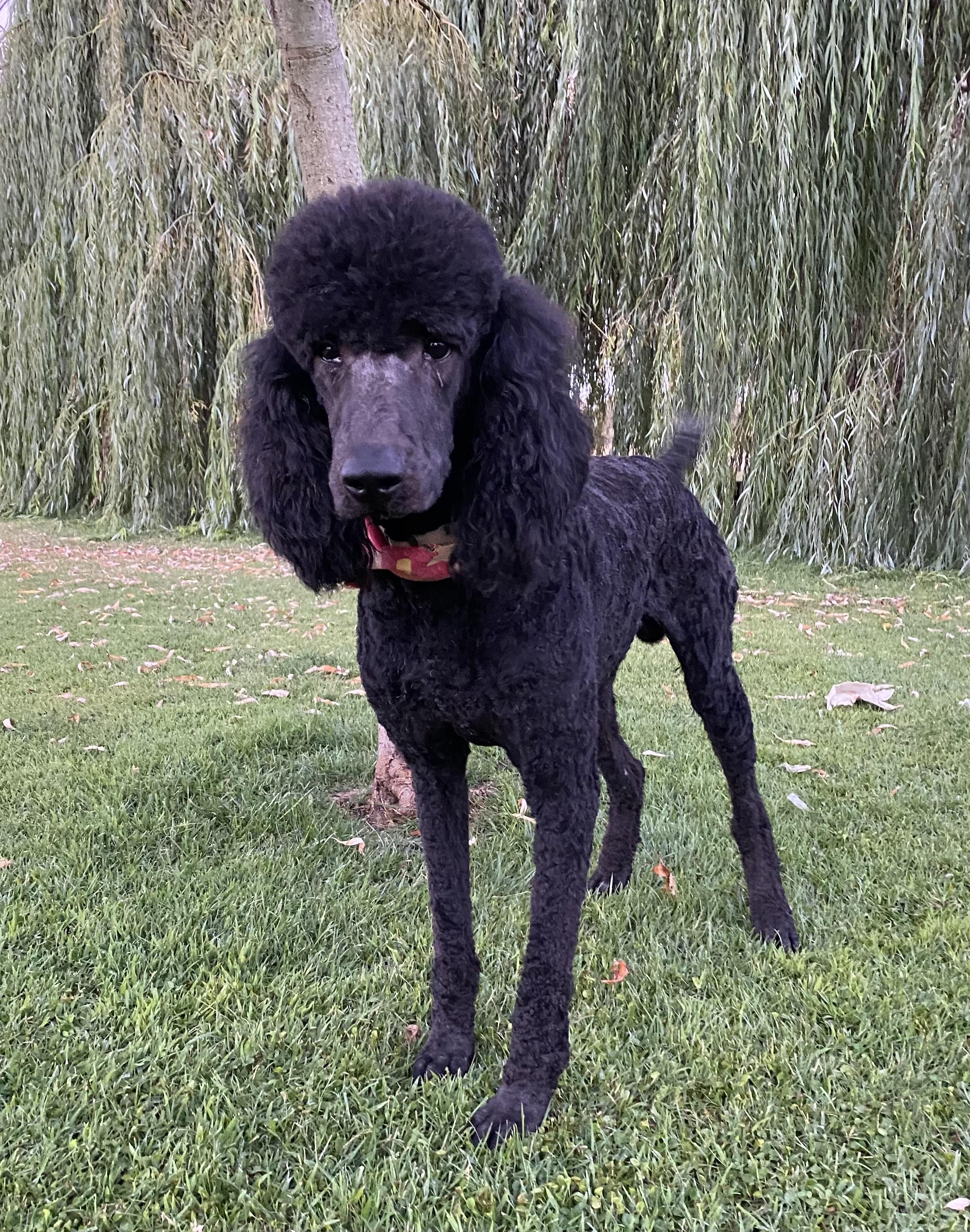 Duke