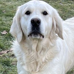 Tina - Golden Retriever