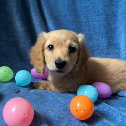 Biscuit - Red male Dachshund puppy in Marseilles, Illinois from Zacha’s Doxie House