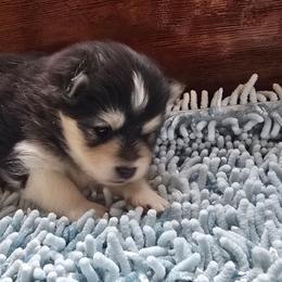 Stefan - Black and white male Pomsky puppy in Elgin, Oregon from Kenna'z Kuddly Pomskiez