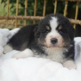 Loki - Black tri-color male Australian Shepherd puppy in Victoria, Texas from Silvermist Australian Shepherds