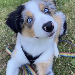 Australian Shepherds from OlivFos Australian Shepherds