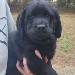 Boy 5 - male Labrador Retriever puppy in Braselton, Georgia from Bel Amour