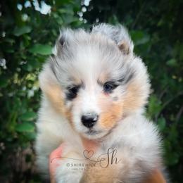 Sierra - Blue merle white and tan female Shetland Sheepdog puppy in Windsor, Colorado from Shirehill Shelties
