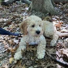 Goldendoodle Puppies from Lykeable Farms