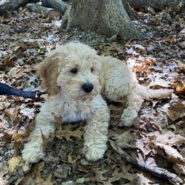 Goldendoodle Puppies from Lykeable Farms