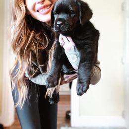 Labrador Retriever Puppies from Landon J Farms Labrador Retrievers