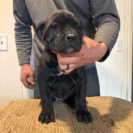 Robin - Black female Cane Corso puppy in Jones, Michigan from Woodlands Cane Corso