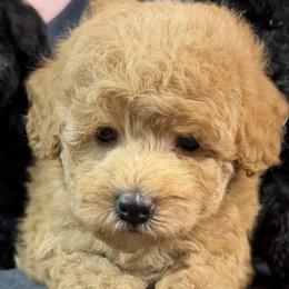 Poodle puppies from Tribal Poodles