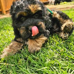 Little Bow Wow - Black white and tan male Cockapoo puppy in Indiahoma, Oklahoma from Phamily Doodles