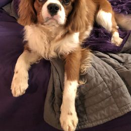 Cavalier King Charles Spaniel and Cavapoo All Grown Up from 3W Ranch