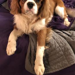 Cavalier King Charles Spaniel and Cavapoo All Grown Up from 3W Ranch