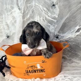 Mystic - Dapple male Dachshund puppy in Kissimmee, Florida from Mini Doxie Cuties
