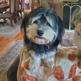 Ruby - Havanese