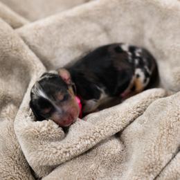 Birdie - Dapple female Dachshund puppy in Tyner, Kentucky from Lil’ Town Aussies