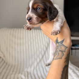 Chip - Piebald male Dachshund puppy in Tucson, Arizona from Tucson Dachshund Co.